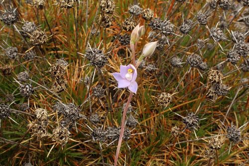 Image of Thelymitra petrophila by (c) Em Lamond, some rights reserved (CC BY)
