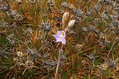 Thelymitra petrophila