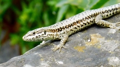 Podarcis muralis
