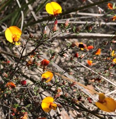 Pultenaea prostrata