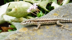Podarcis muralis