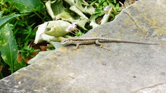 Podarcis muralis