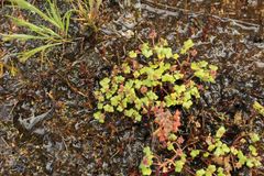 Hydrocotyle alata