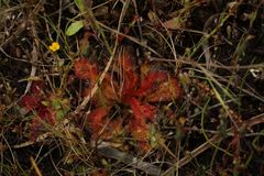 Drosera bulbosa