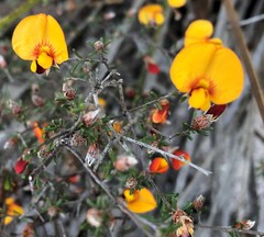 Pultenaea prostrata