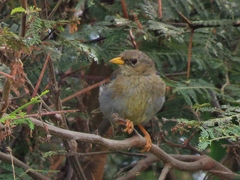 Xenospingus concolor