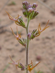 Manulea cheiranthus