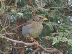 Xenospingus concolor