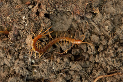Cryptops anomalans