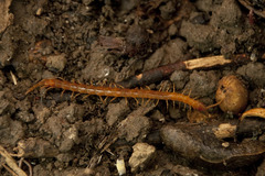 Cryptops anomalans