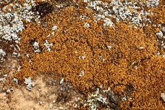 Eccremidium arcuatum