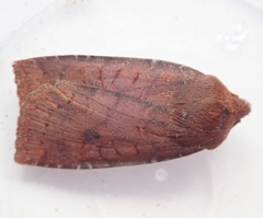 Conistra ligula