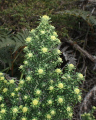 Ozothamnus reflexus