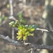 Green Corkwood - Photo (c) Tinus Oberholzer, some rights reserved (CC BY-NC), uploaded by Tinus Oberholzer