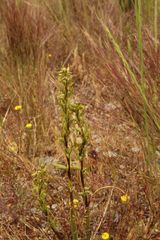 Prasophyllum gracile