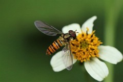 Episyrphus viridaureus