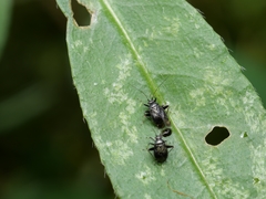 Ectmetopterus micantulus