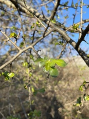 Commiphora neglecta