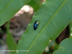 Endelus cupido