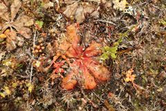 Drosera bulbosa