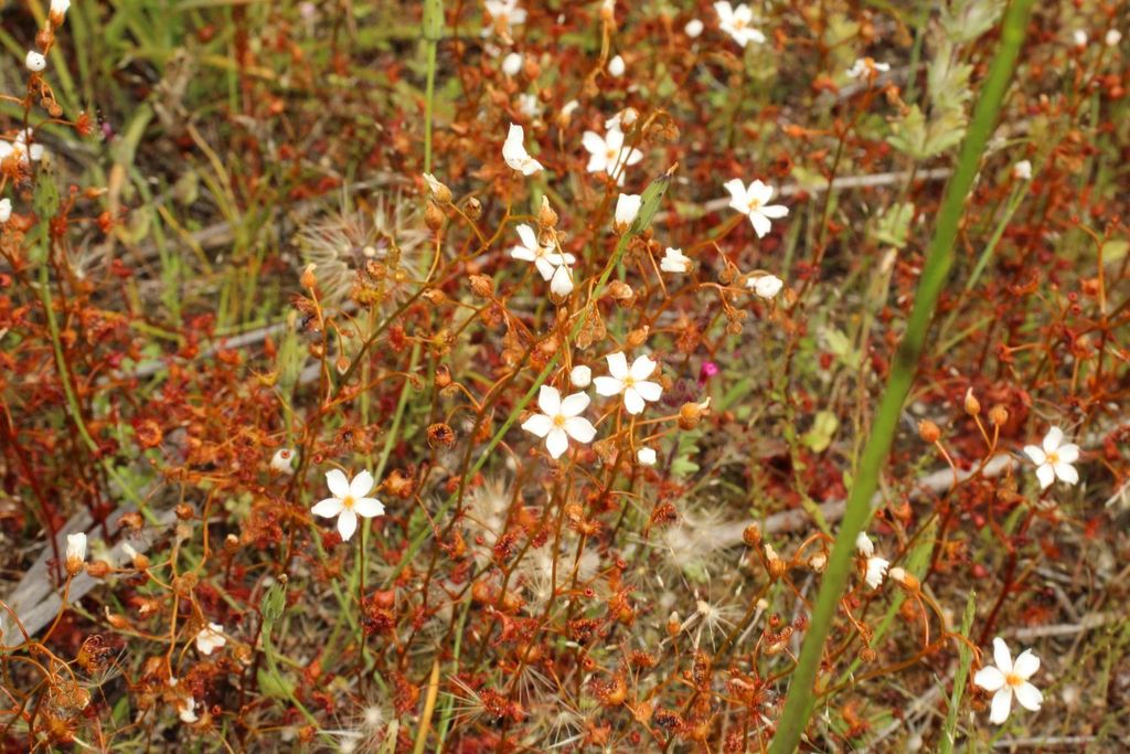 Drosera yilgarnensis, Lake Camm WA 6355, Australia