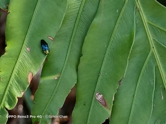 Endelus cupido