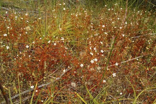 Drosera yilgarnensis