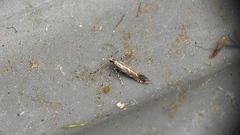 Parectopa pennsylvaniella