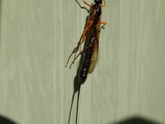 Dolichomitus imperator