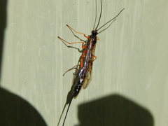 Dolichomitus imperator