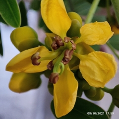 Senna siamea