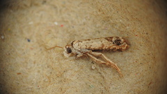 Eucosma ornatula