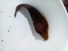 Lepadogaster lepadogaster