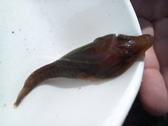Lepadogaster lepadogaster
