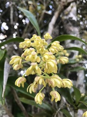 Dendrobium x gracillimum