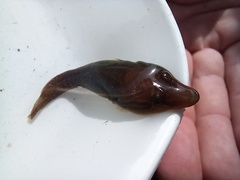 Lepadogaster lepadogaster