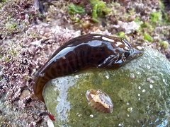 Lepadogaster lepadogaster