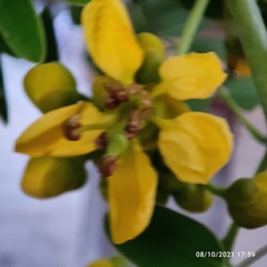 Senna siamea