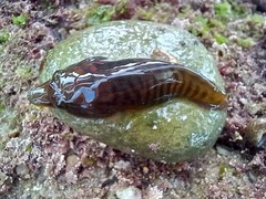 Lepadogaster lepadogaster
