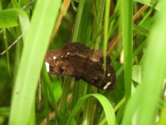 Erebus hieroglyphica