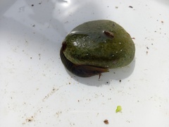 Lepadogaster lepadogaster