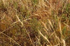 Cheilanthes sieberi sieberi