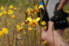 Diuris picta