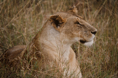 Panthera leo