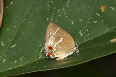 Strephonota strephon