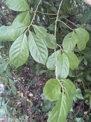 Casearia guianensis