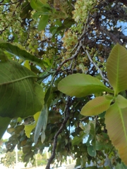 Curatella americana