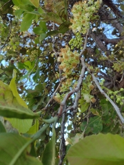 Curatella americana