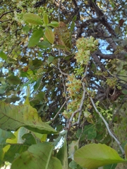 Curatella americana