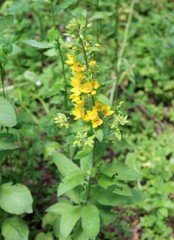 Lysimachia verticillaris